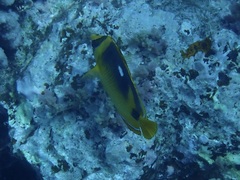 Chaetodon quadrimaculatus
