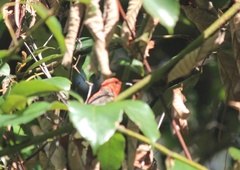 Myzomela sanguinolenta