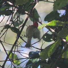 Myzomela sanguinolenta