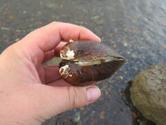 Reginaia ebenus
