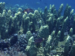 Millepora exaesa