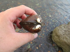 Reginaia ebenus