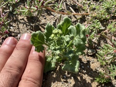 Perityle crassifolia