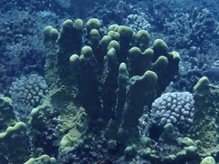 Millepora exaesa