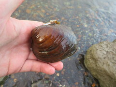 Reginaia ebenus