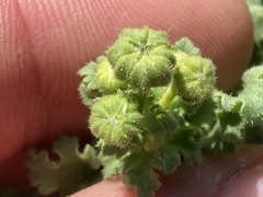 Perityle crassifolia