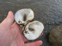 Reginaia ebenus