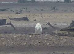 Bubo scandiacus
