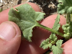 Perityle crassifolia