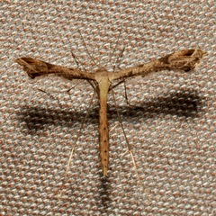 Stenoptilodes taprobanes