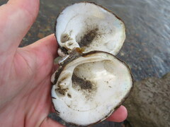 Reginaia ebenus