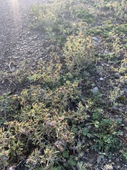 Gnaphalium uliginosum