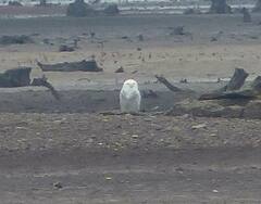 Bubo scandiacus