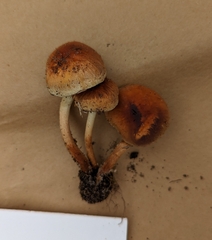 Hypholoma lateritium