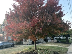 Acer rubrum