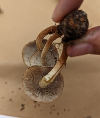 Hypholoma lateritium