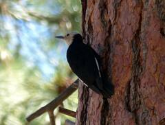 Dryobates albolarvatus
