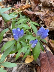 Gentiana decora