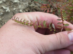 Phyllanthus caroliniensis