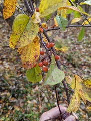 Malus toringo