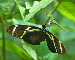 Heliconius antiochus