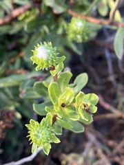 Grindelia hirsutula