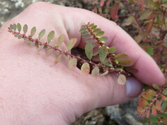 Phyllanthus caroliniensis