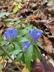 Gentiana decora