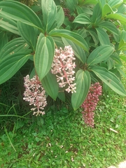Medinilla speciosa