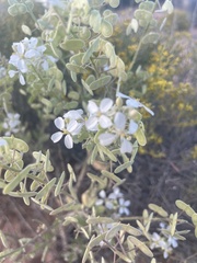 Dimorphocarpa wislizeni