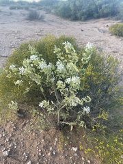 Dimorphocarpa wislizeni