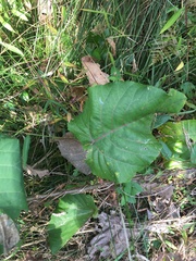 Populus heterophylla