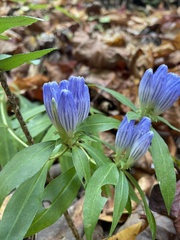 Gentiana decora