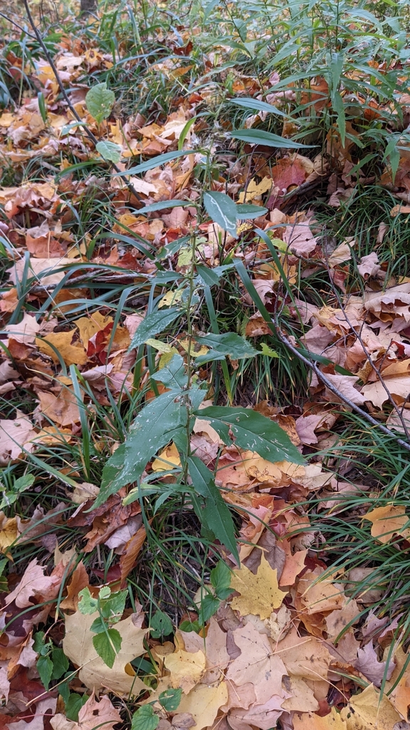 Solidago caesia × flexicaulis