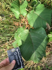 Populus heterophylla