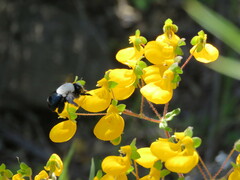 Centris cineraria