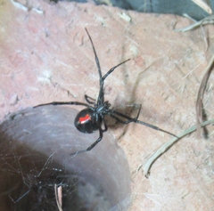 Latrodectus mactans