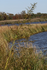 Amaranthus cannabinus
