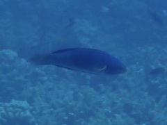 Thalassoma amblycephalus