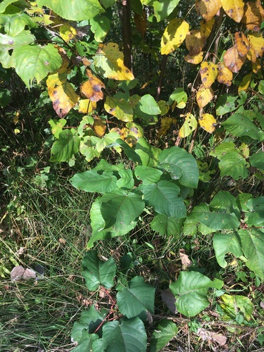 swamp cottonwood (Populus heterophylla)