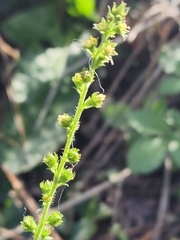 Agrimonia striata