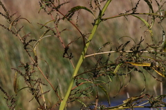 Amaranthus cannabinus