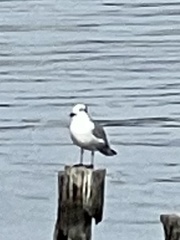 Leucophaeus atricilla