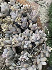 Sedum craigii