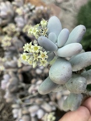 Sedum craigii