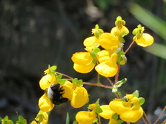 Calceolaria corymbosa