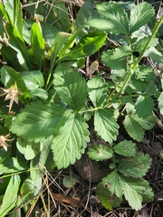 Agrimonia striata