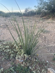 Asparagaceae