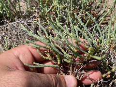 Arthroceras subterminale