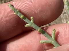 Arthroceras subterminale